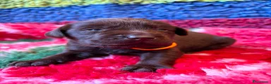Labrador Retriever 6