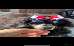 Toy Poodle dogs for stud: stunning toy poodle boys ready for studs in Doncaster - Image 7