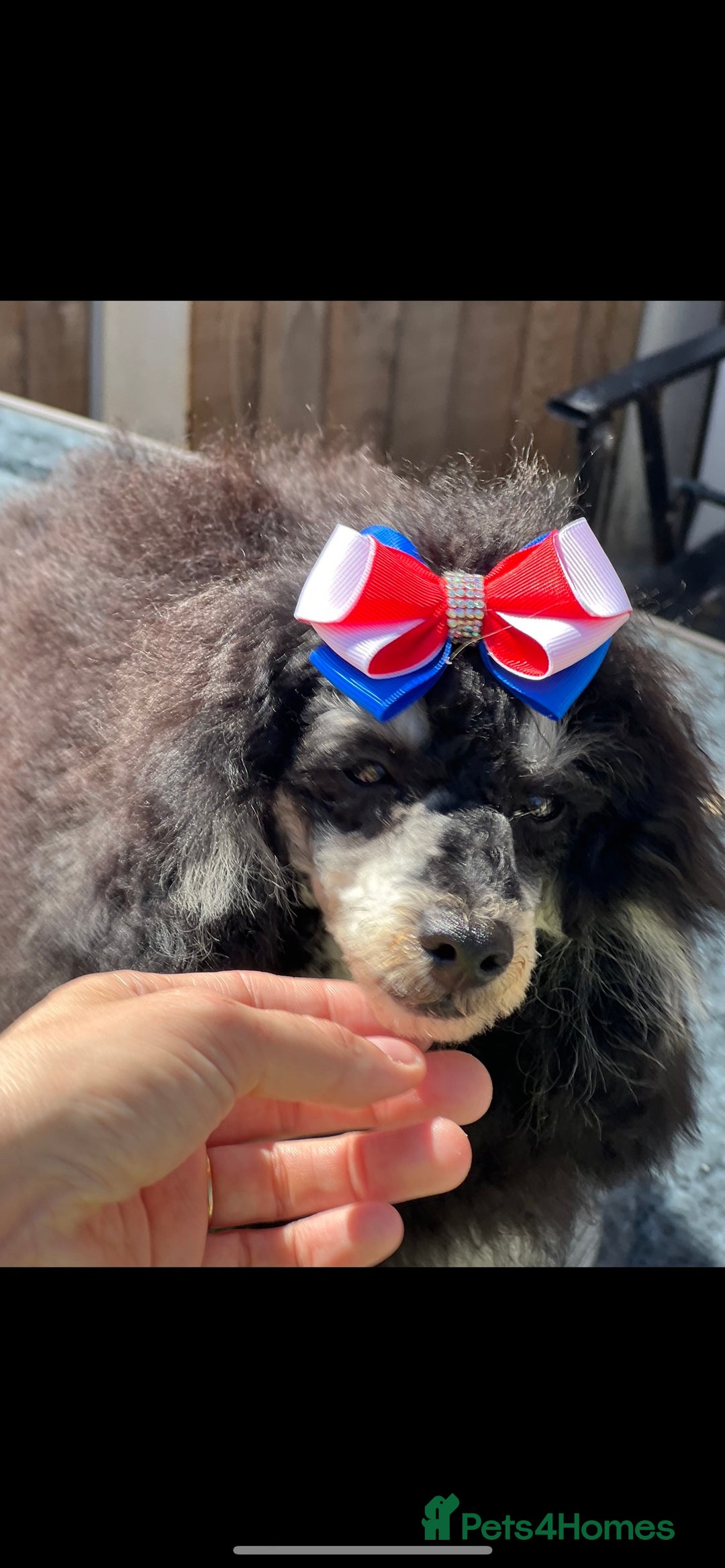Toy Poodle dogs for stud: stunning toy poodle boys ready for studs in Doncaster - Image 7