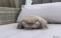 Mini Lop rabbits for sale: Beautiful baby mini lop rabbits  - Image 1
