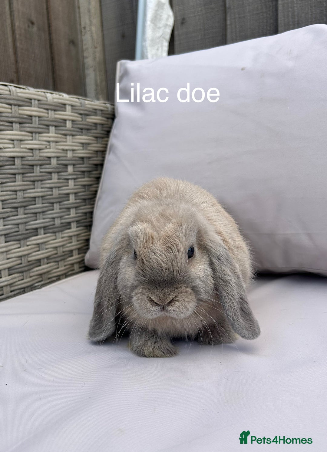 Mini Lop rabbits for sale: Beautiful baby mini lop rabbits  - Image 1