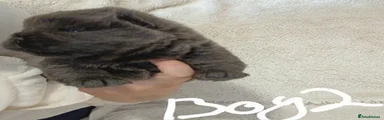 Chow Chow Puppy 2