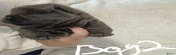 Chow Chow dogs for sale: Chow chow puppies  in Retford - Advert 7