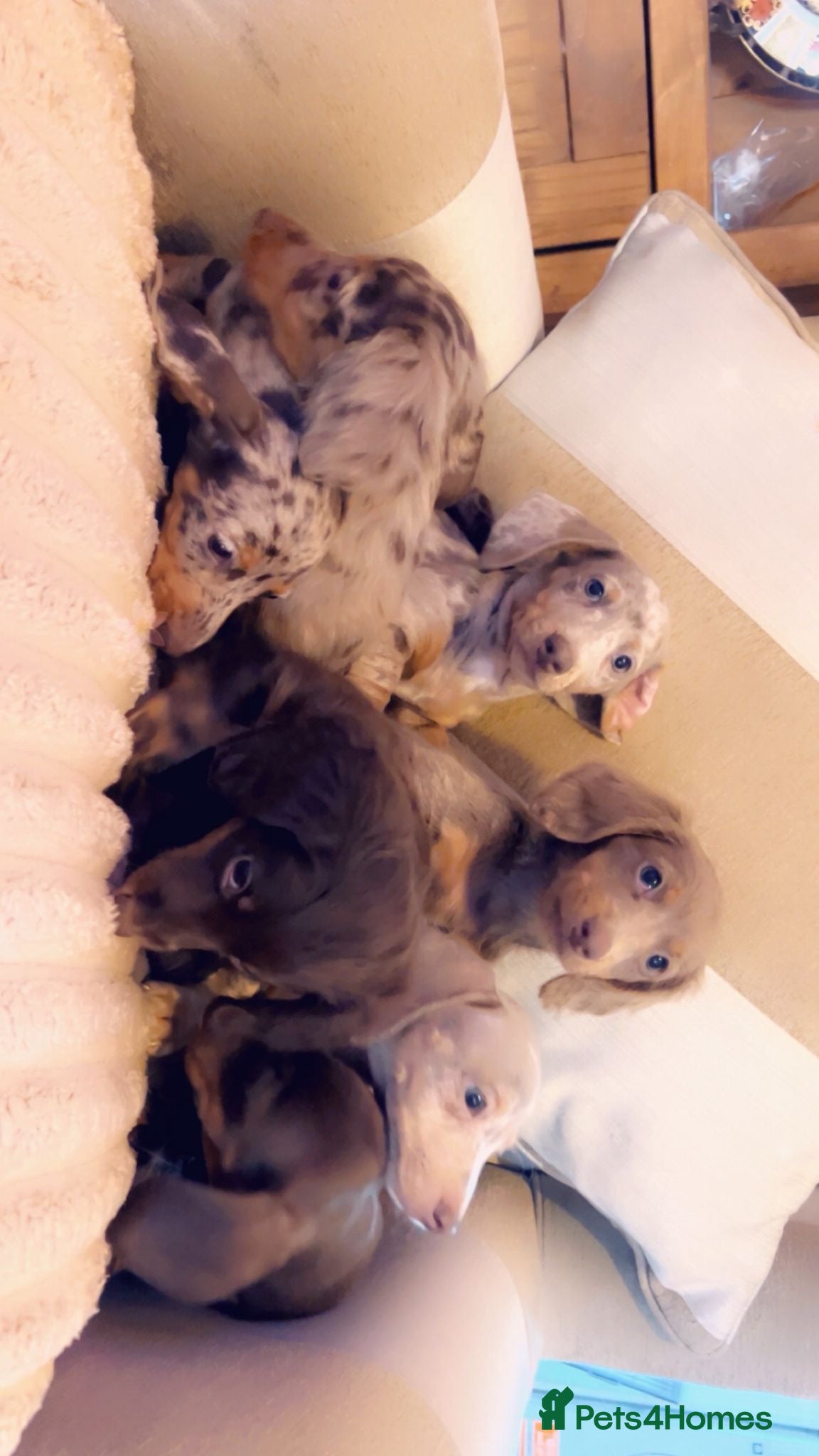 Miniature Dachshund dogs Puppy’s available to collect now  - Advert 2