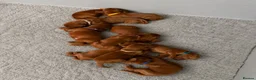 Irish Setter dogs for sale: Gorgeous Irish Setter Pups - Boys available KC - Advert 9