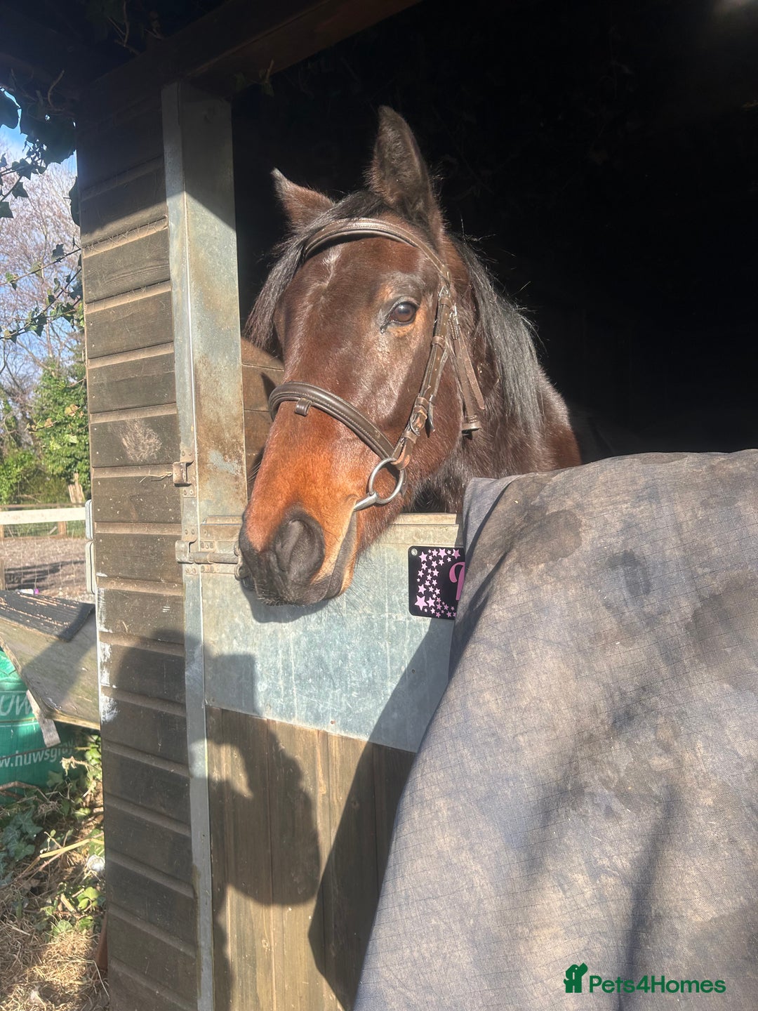 English Thoroughbred horses for sale: 3 year old thoroughbred  - Advert 1