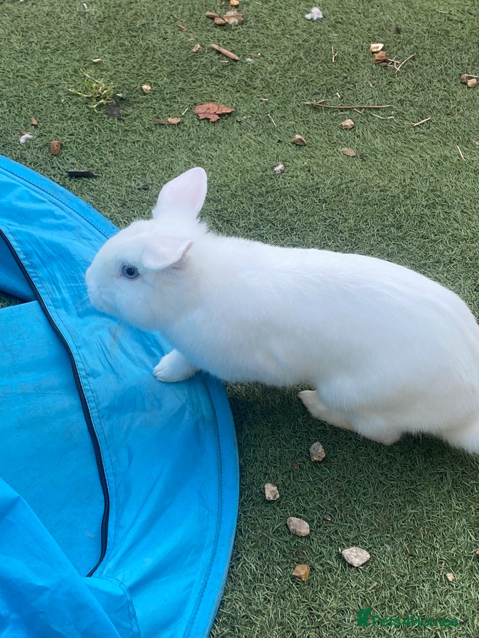 Mini Lop rabbits White Mini Lop For sale!! - Advert 1