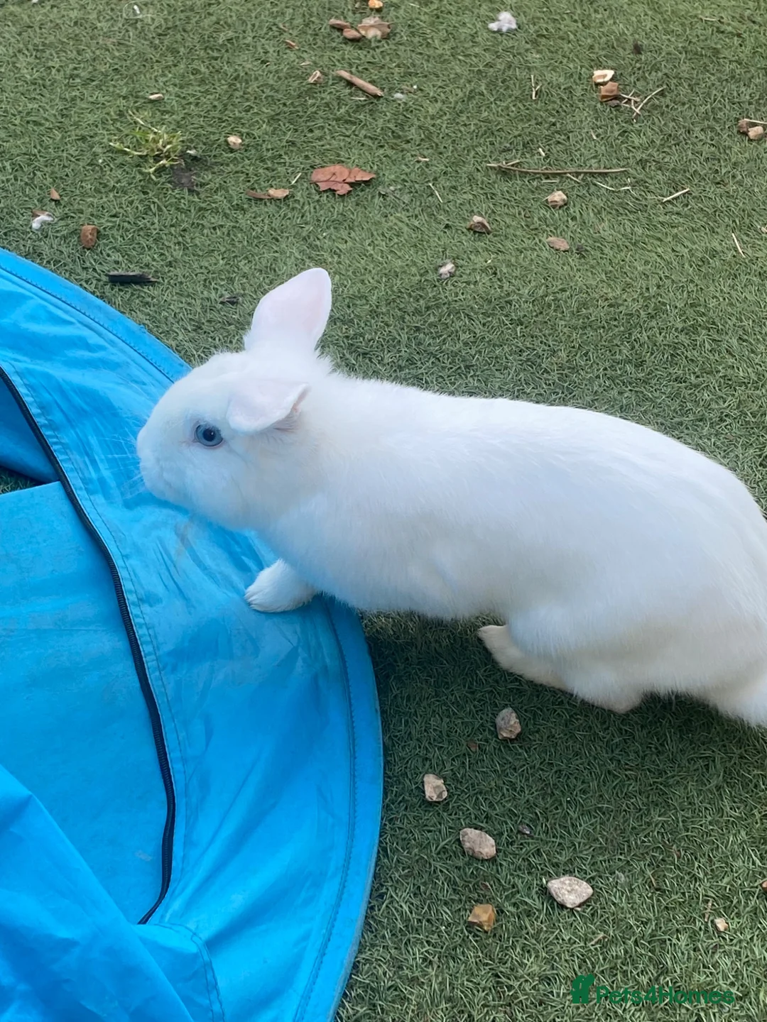 Mini Lop rabbits for sale: White Mini Lop For sale!! - Advert 1