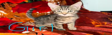 Kitten 3 