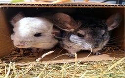 Chinchilla rodents for sale: 2 x female chinchillas - Image 4