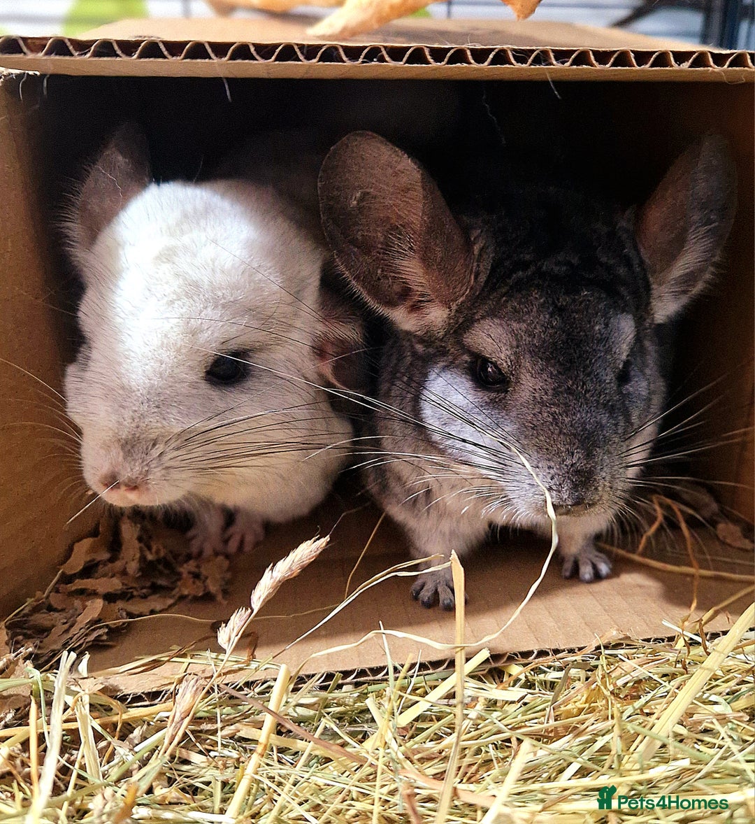 Chinchilla rodents for sale: 2 x female chinchillas - Image 4