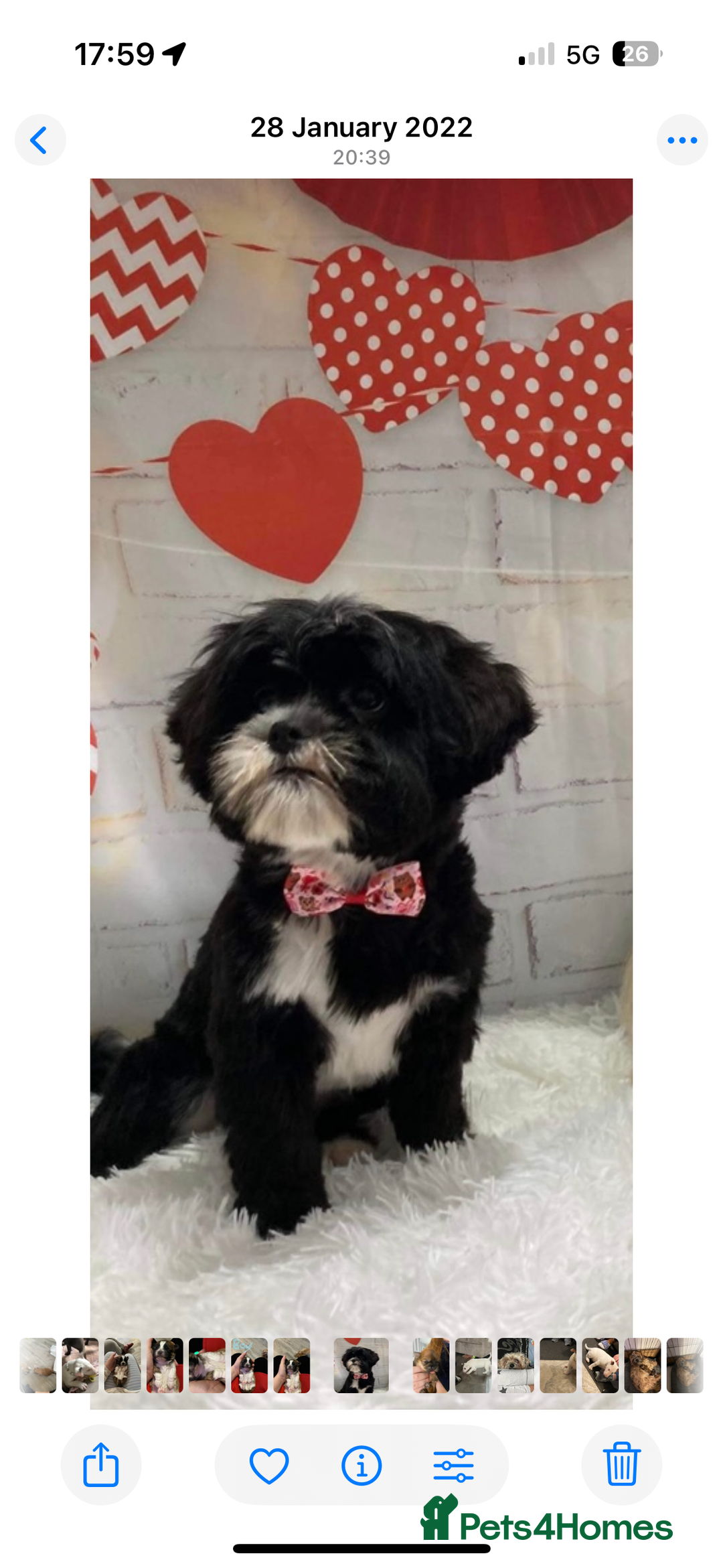 Mixed Breed dogs for sale: Shih tzu puppies for sale - Advert 5
