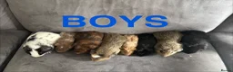 Guinea Pig rodents for sale: X8 baby boy/boar/male guinea pigs ready now.  - Advert 2