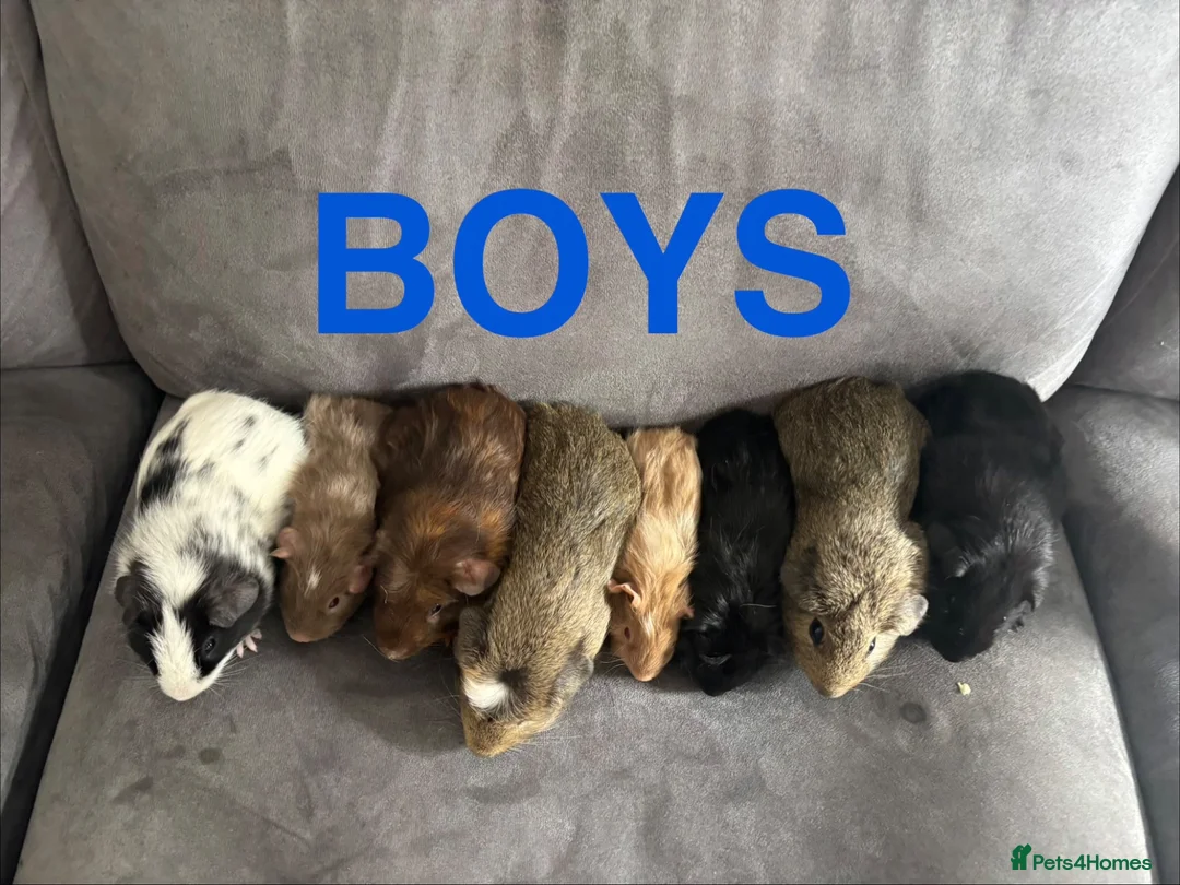 Guinea Pig rodents for sale: X8 baby boy/boar/male guinea pigs ready now.  - Advert 2