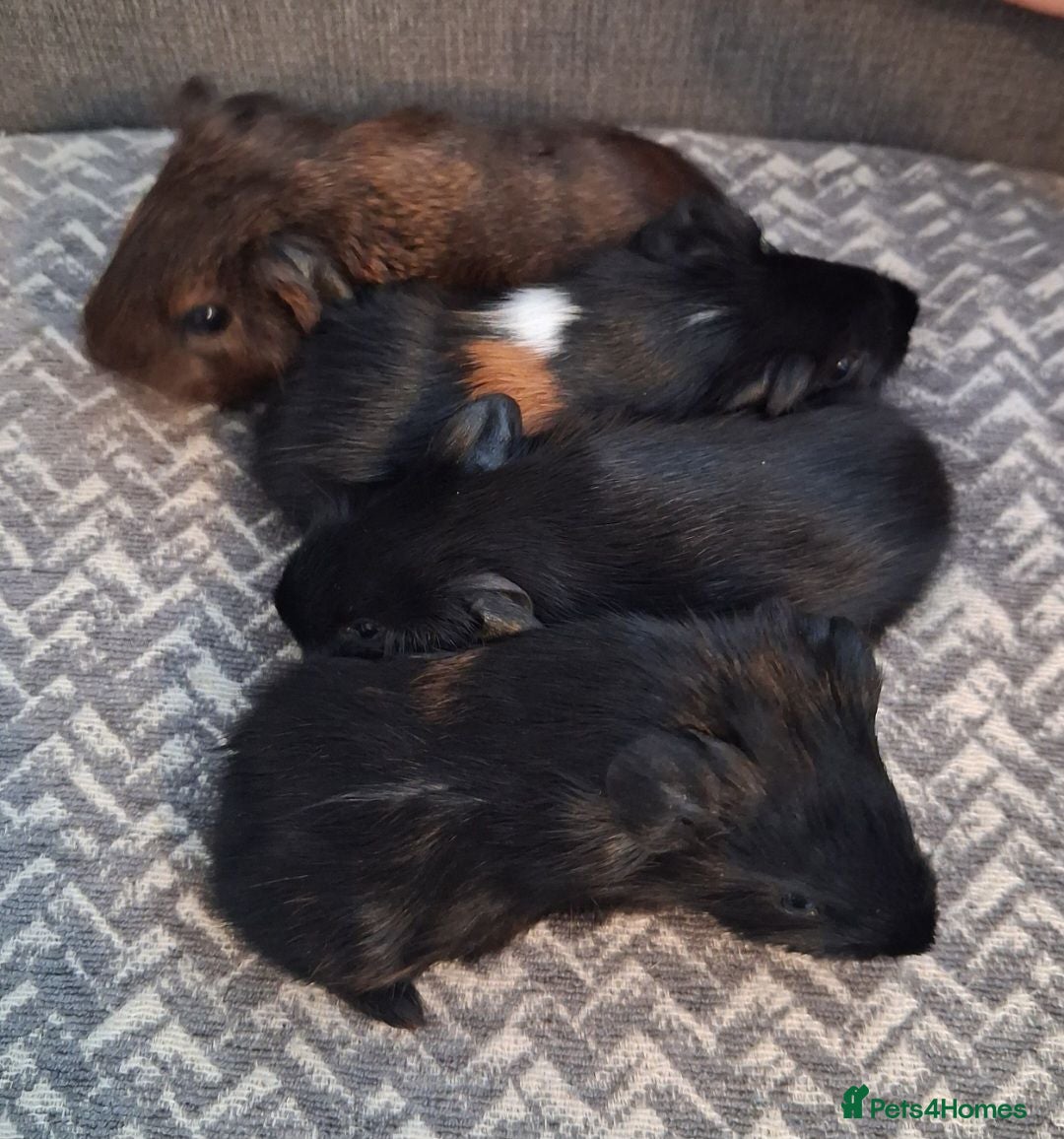 Guinea Pig rodents Gorgeous baby boars - Advert 15