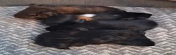 Guinea Pig rodents for sale: Gorgeous baby boars - Advert 3
