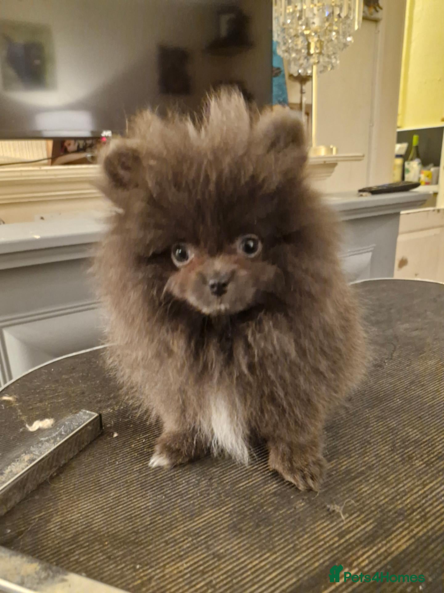 Pomeranian dogs #READY NOW# stunning Pomeranian Girls 🩷🐾✨ - Advert 10
