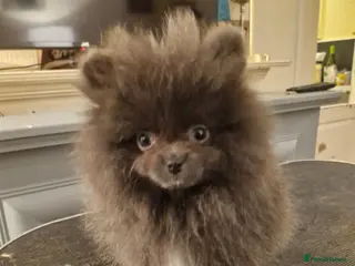 Pomeranian dogs #READY NOW# stunning Pomeranian Girls 🩷🐾✨ - Advert 10