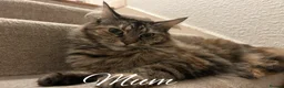Maine Coon cats for sale: GCCF Registered Maine Coon Kittens - Advert 15