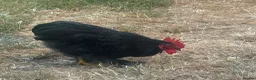 Mixed Breed birds for sale: Pekin bantams. One black one lavender in Buckingham - Advert 1