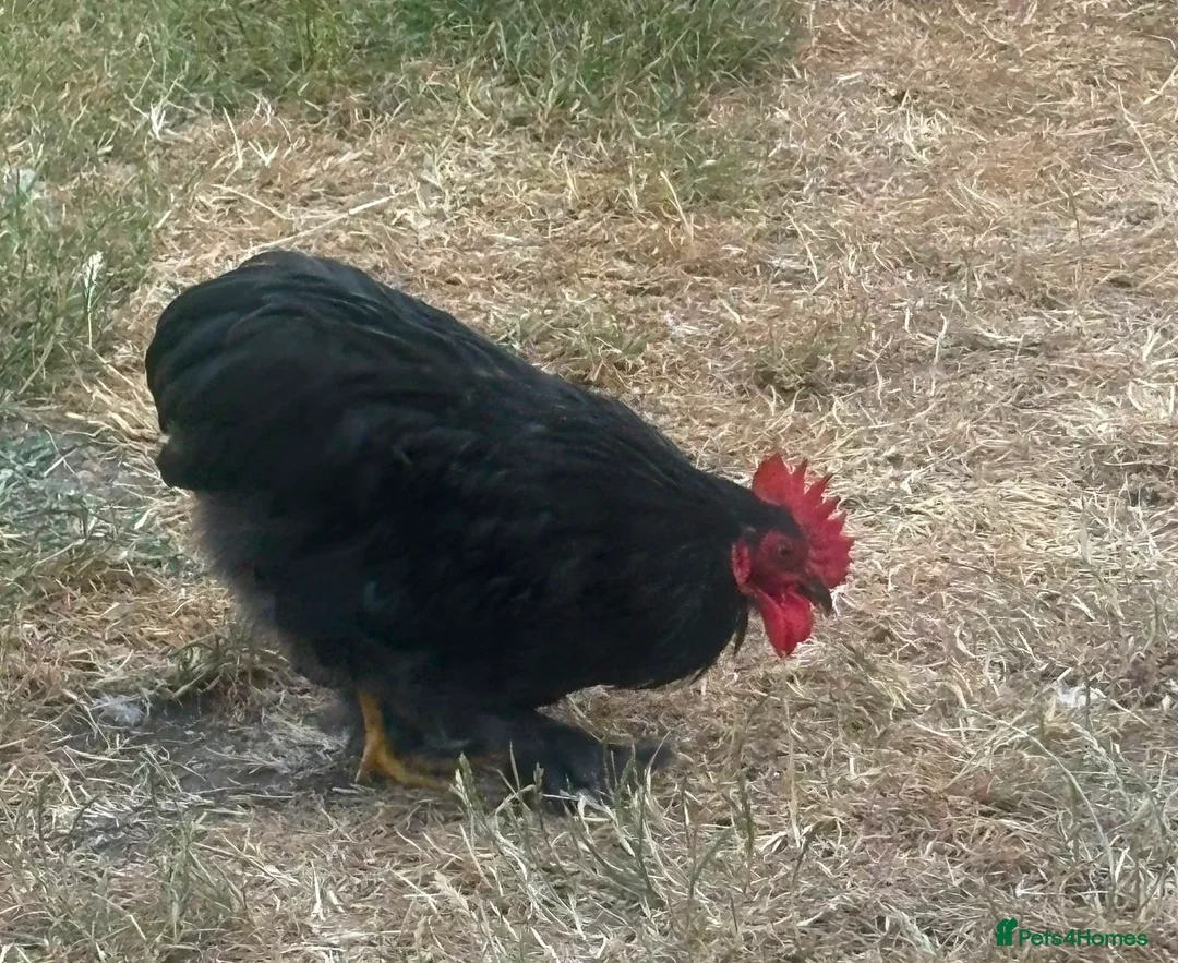 Mixed Breed birds for sale: Pekin bantams. One black one lavender in Buckingham - Advert 1