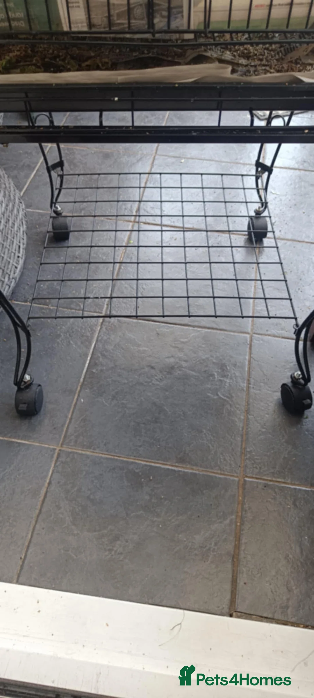 Canaries birds for sale: Canaries for sale with big cage - Advert 2