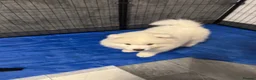 Samoyed dogs for sale: Stunning KC Samoyed female READY NOW - Advert 4