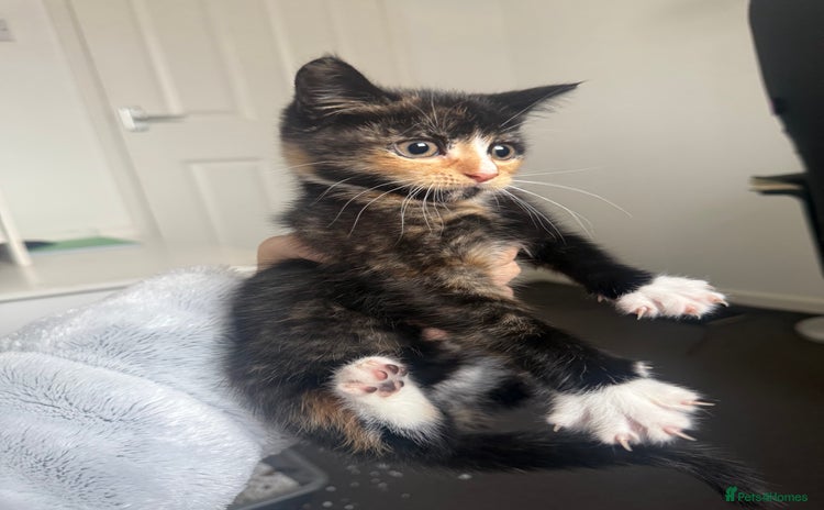 Mixed Breed cats - Advert 10