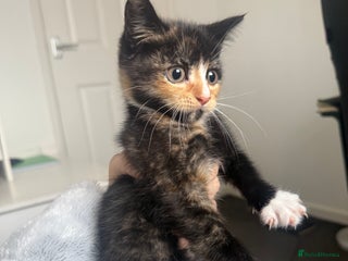 Mixed Breed cats Mixed breed kittens for sale - Advert 13