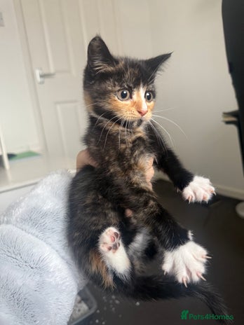 Mixed Breed cats - Advert 10