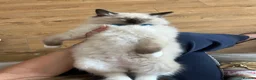 Ragdoll cats for sale: Ragdoll Male For Sale  in Gravesend - Advert 4