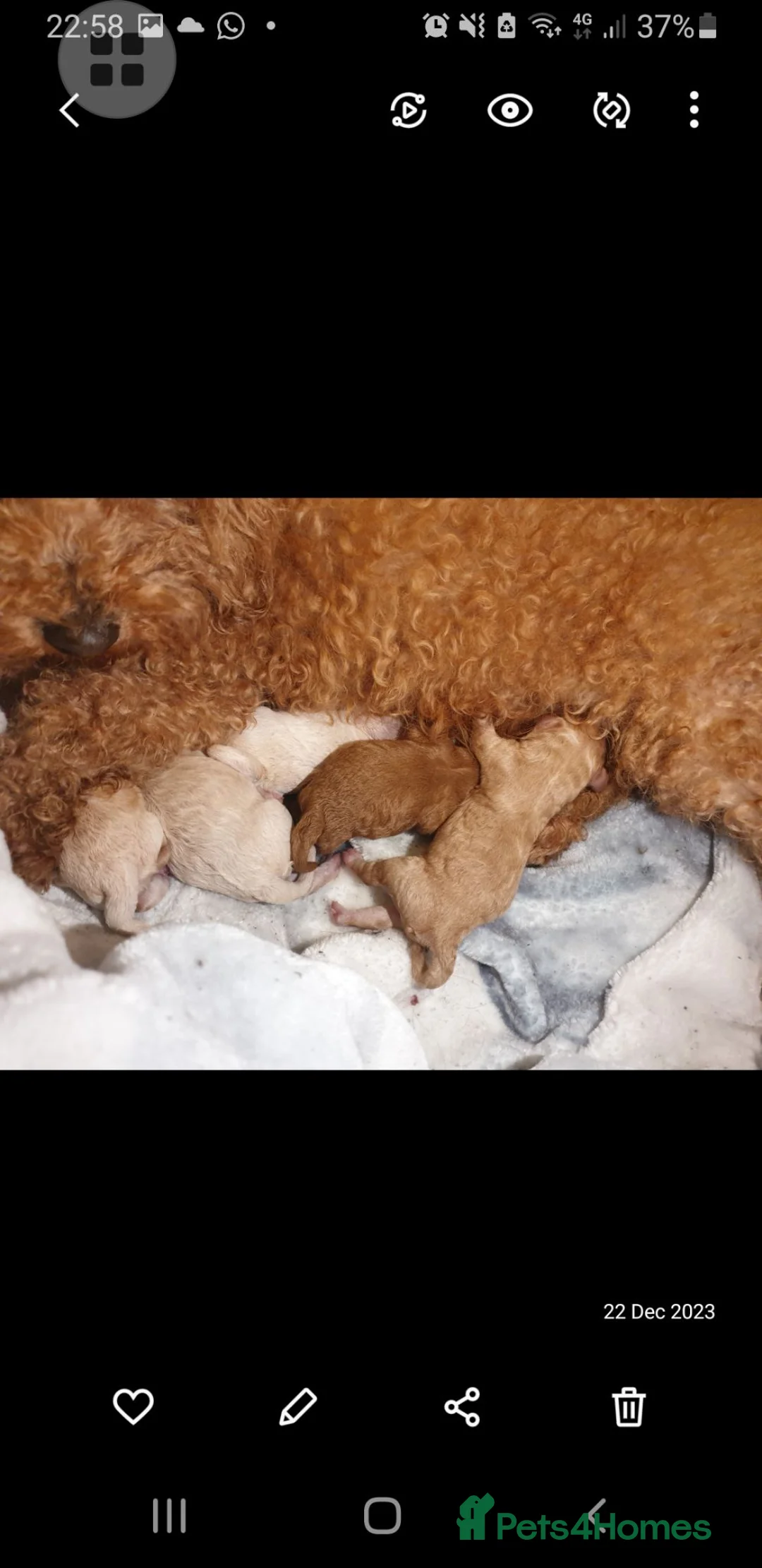 Mixed Breed dogs for sale: 🧸 multipoo puppys 🧸 - Advert 5