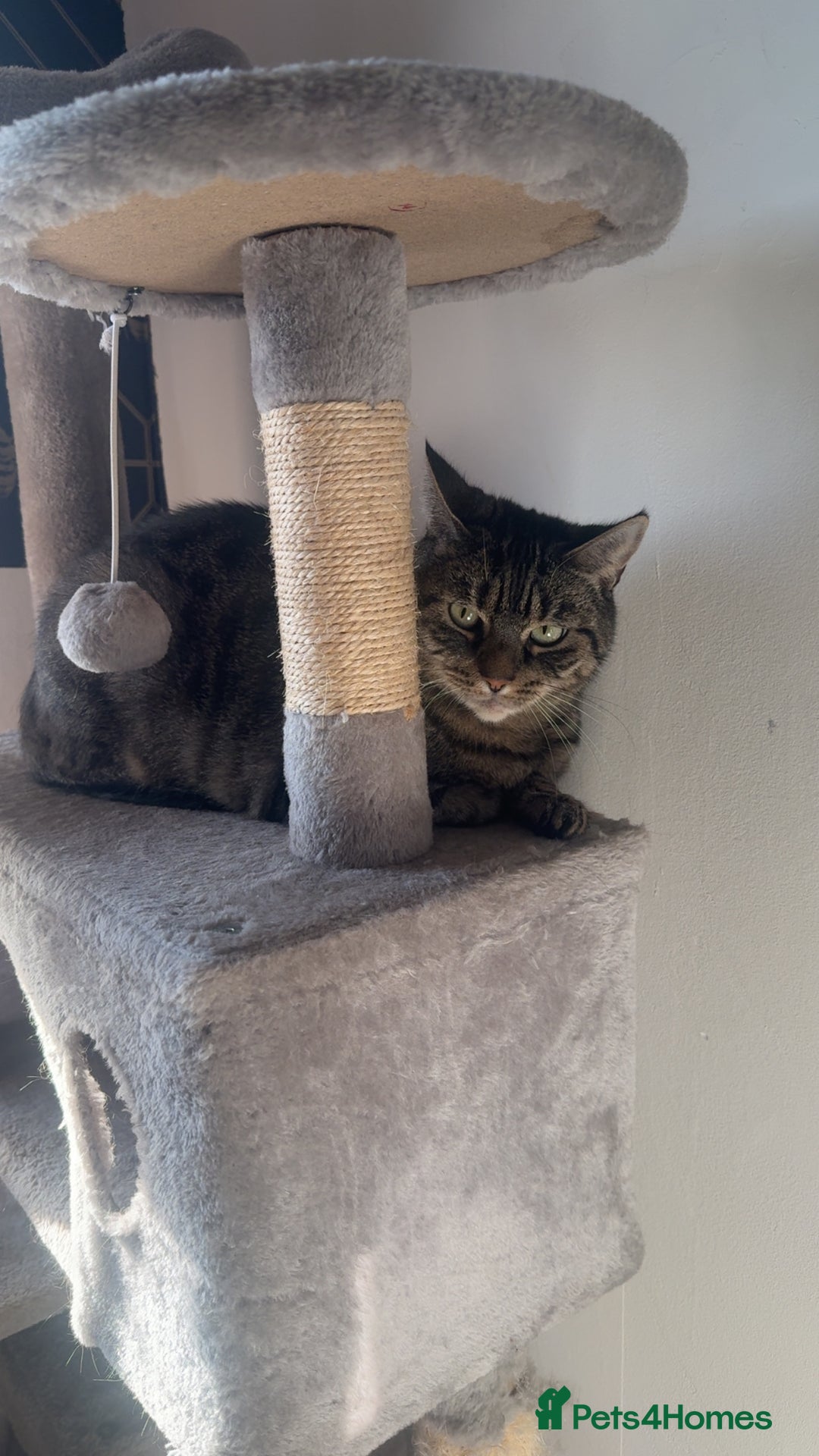 American Shorthair cats for sale: Lola  - Advert 4