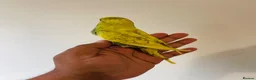 Budgerigars birds for sale: Hand reared budgies for sale  - Advert 13