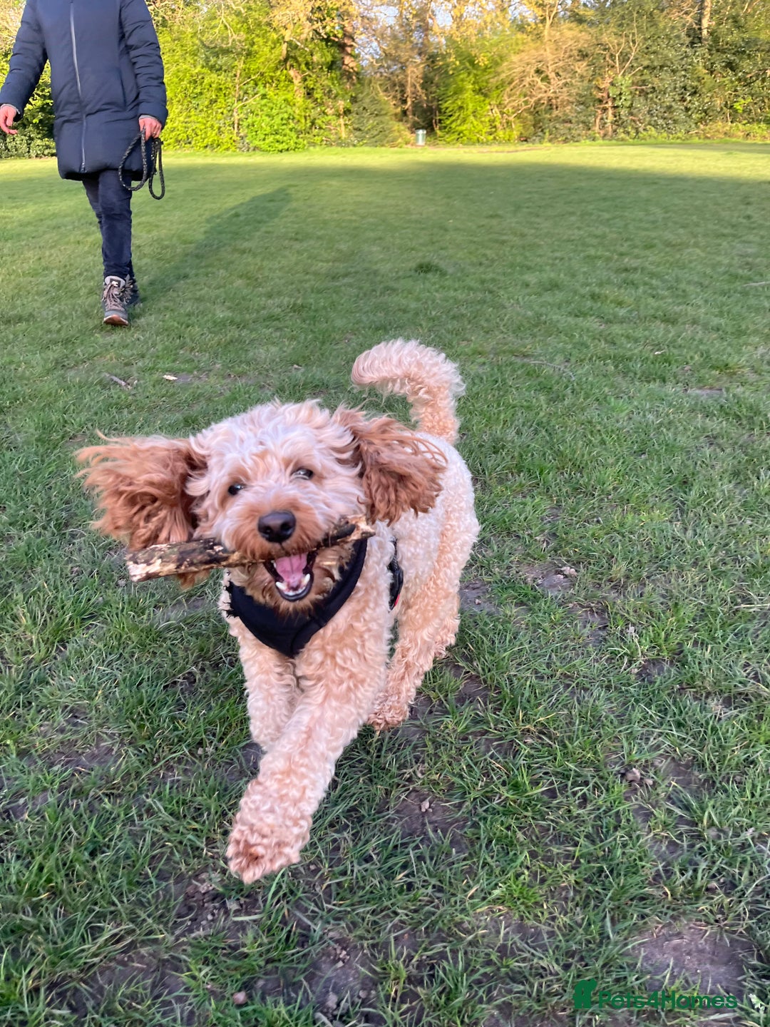 Toy Poodle dogs for stud: Leo health checked ✅  - Advert 6