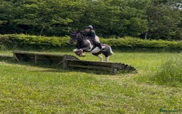 Irish Cob horses for sale: 13.1 fun loving all rounder  - Image 9