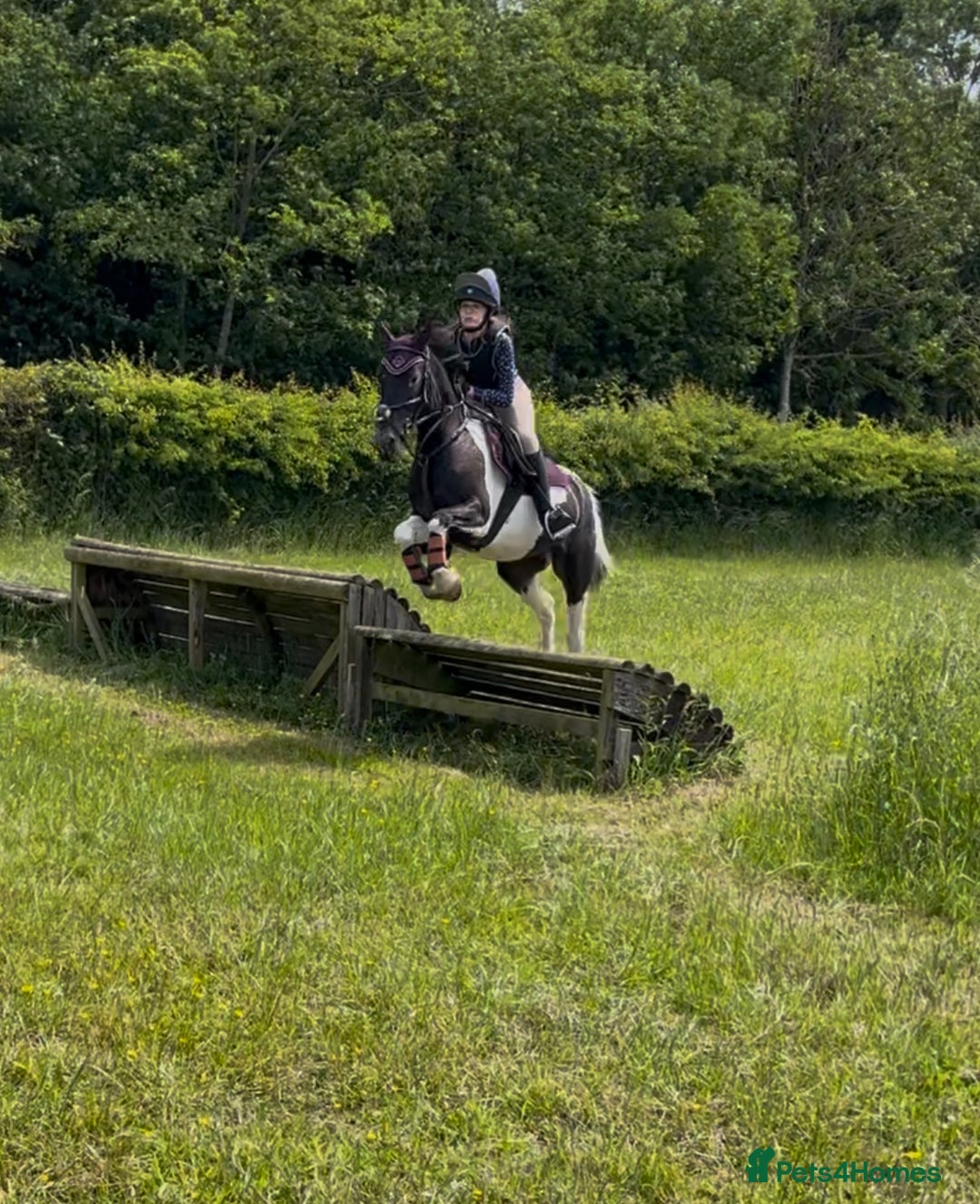 Irish Cob horses for sale: 13.1 fun loving all rounder  - Image 9