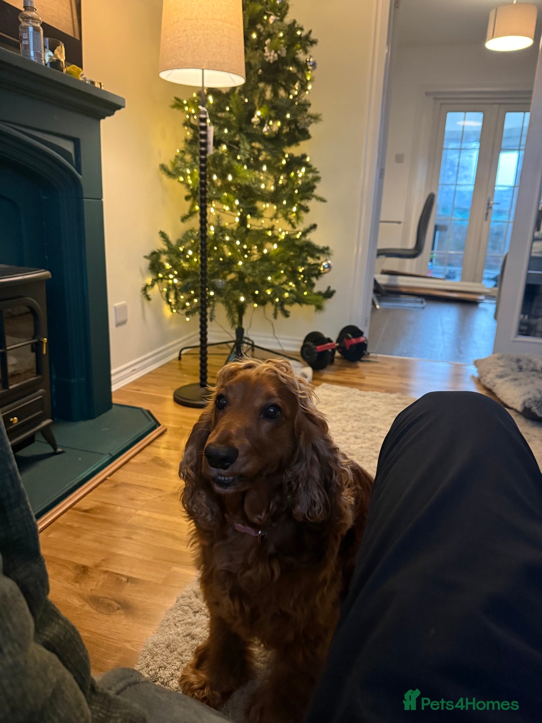 Cocker Spaniel dogs for sale: Cocker Spaniel (6 years old) - Free - Advert 4