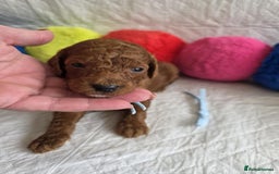 Mini Goldendoodle dogs for sale: 👑Superb Rare Toy/Mini Deepest Red Goldendoodles👑 - Image 16