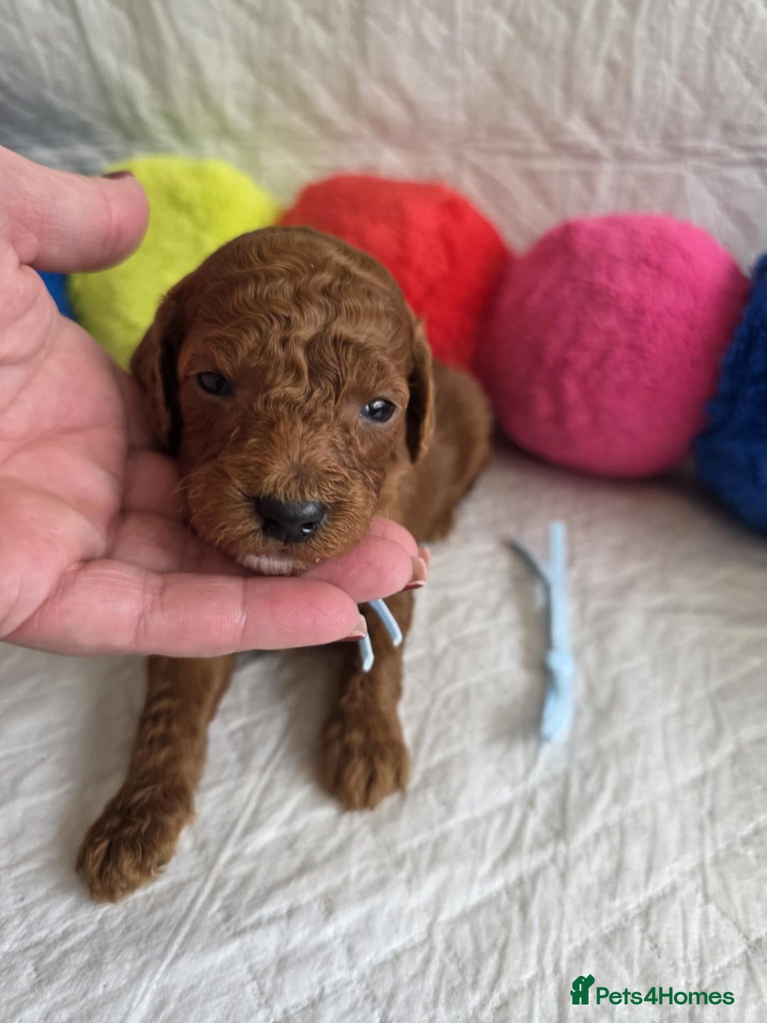 Mini Goldendoodle dogs for sale: 👑Superb Rare Toy/Mini Deepest Red Goldendoodles👑 - Image 16