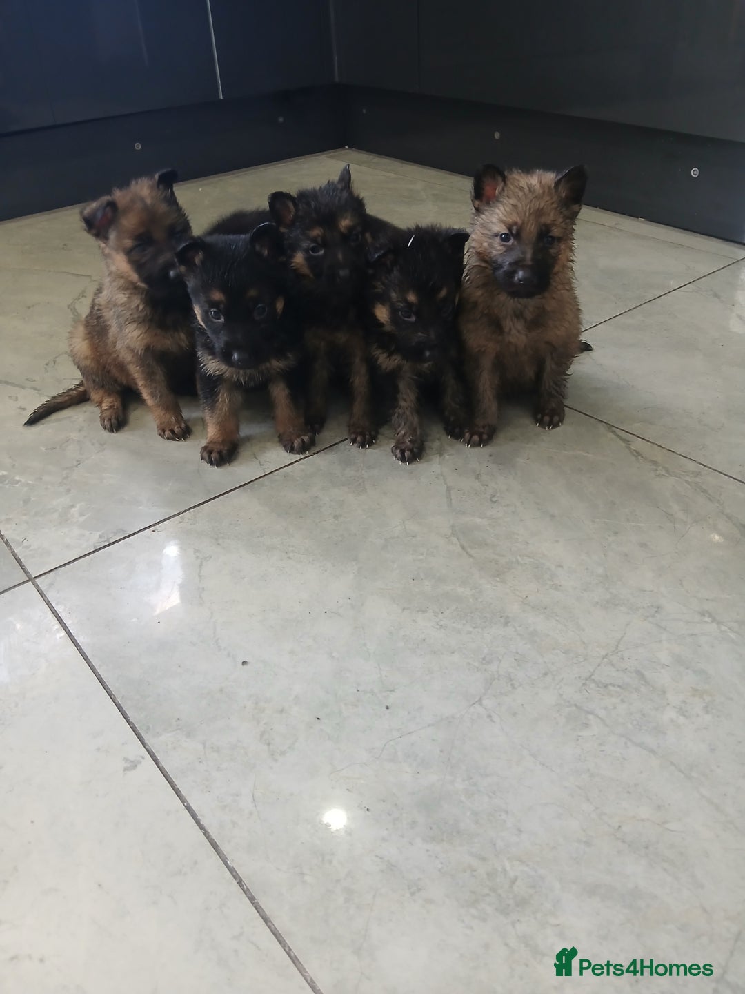 German Shepherd dogs for sale: German shepherd pups now ready for their new homes - Advert 7