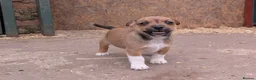 Jack Russell dogs for sale: Jack Russell Puppies - Advert 6