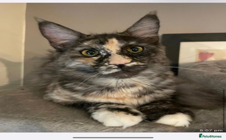 Maine Coon cats - Advert 1