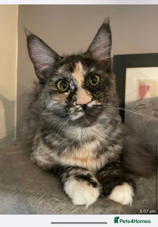 Maine Coon cats - Advert 1