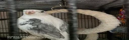 Cockatiels birds for sale: Male Cockatiel - Advert 2