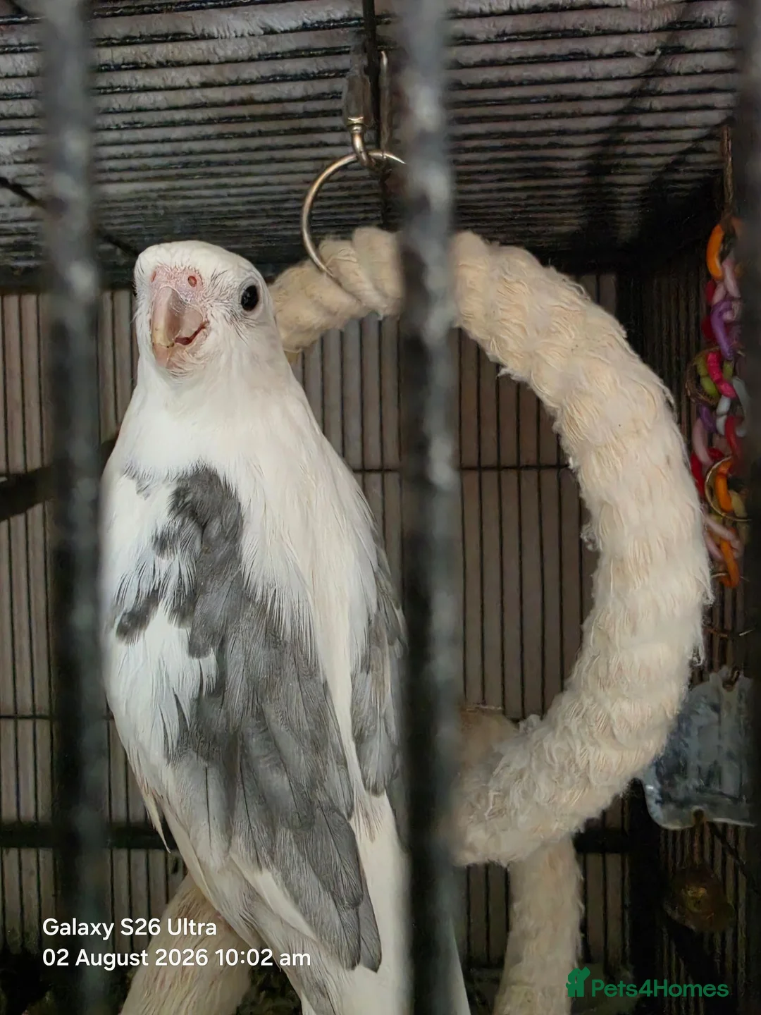 Cockatiels birds for sale: Male Cockatiel - Advert 2
