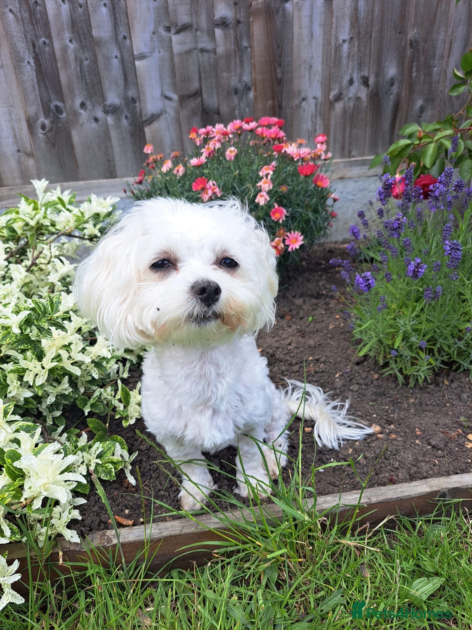 Maltese dogs 🐾❤️Beautiful Boys For Sale❤️🐾 - Advert 2