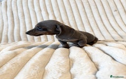 Miniature Dachshund dogs for sale: LAST 2 BOYS Miniature smooth Dachshund puppies - Image 15