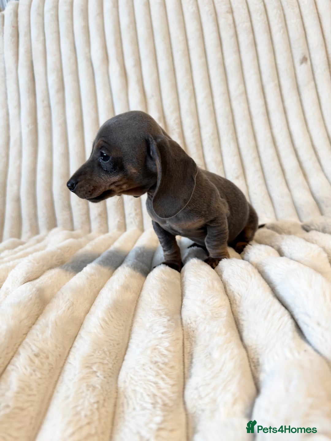 Miniature Dachshund dogs for sale: LAST 2 BOYS Miniature smooth Dachshund puppies - Image 15