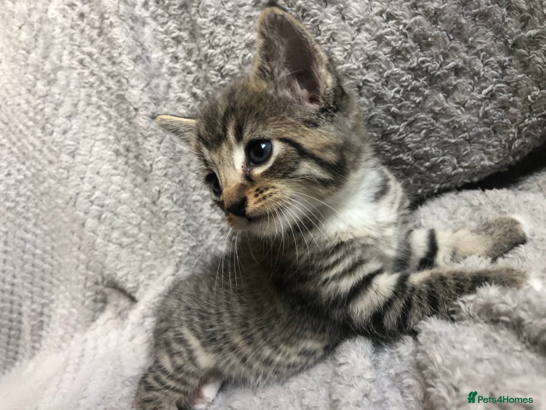 Mixed Breed cats for sale: Gorgeous Tabby kittens 7 weeks old  - Image 3